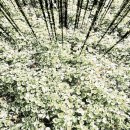 [서부] 스마트폰 고수되기 이미지