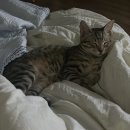 더꼬오치