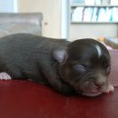 자두랑 호두랑 이미지