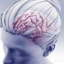 ‘알츠하이머 백신’ 실마리 잡았다… “뇌 플라크 줄이고 인지 능력 개선” 이미지