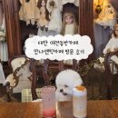 하나애견 | 태안 애견동반카페 안나앤틱카페 방문 후기