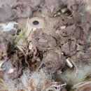 옛날불고기 - 성북구 고려대로5길 81 | 옛날불고기
