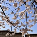 삼일공업고등학교 | 수원핫플 I 창룡문 연무대 삼일공업고등학교 벚꽃명소 벚꽃장관 벚꽃만개 벚꽃피크닉
