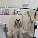 우다다애견 이미지