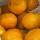 농협홀푸드 | [귤 상품 추천] 🍊카카오 홀푸드마켓 귤 4.5kg 내돈내산 후기