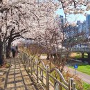 GS25안산천남점 | 안산 벚꽃 숨은 명소 안산천과 마로니에공원