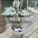 해피플라워 | 청주 꽃집 해피플라워 24시간 픽업 가능한 꽃집 화분 후기