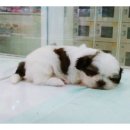 기분좋은 동물병원 이미지