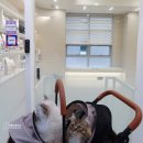 동물병원 오월의산책 이미지