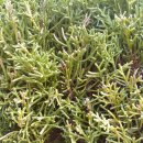 ◎9조-둥근향나무-Juniperus chinensis var. globosa 이미지