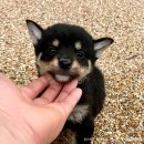 마메르시 이미지