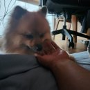 마이펫 부산대점 네이버블로그