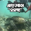 세친구 | 세부 여행 | 세친구투어 오모팩 후기 - 고래상어, 투말록폭포, 모알보알호핑
