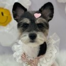 cozy24(코지) 이미지