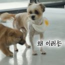 동물농장 역사상 가장 평화로웠던 유기견 구조🐶 이미지