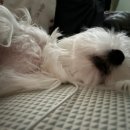 로지동물의료센터 이미지