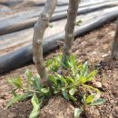 안만순농장 이미지