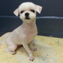 다사랑 애견 이미지