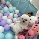 강아지분양 올리펍스 강남점 | 위례강아지분양 시그니처펍스 분양 후기~