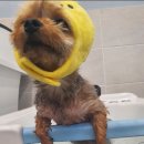 삐삐펫살롱 이미지