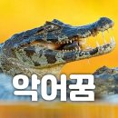 악어에 관한 꿈 이미지