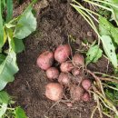 유기물멀칭 감자수확 이미지