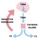 Re:Will the Ketogenic Diet Destroy Your Thyroid?﻿ 이미지