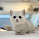 미오미오 고양이분양 이미지