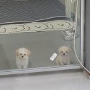 견인지역 애견운동장 유치원 김포점 이미지