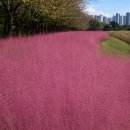 [동구 두 번째 학교_무료강좌] 스마트폰으로 인생사진 찍기 | 억새와 핑크뮬리 동시에? 시흥 갯골 생태공원 가을 감성 100%