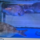 광어생각 이미지