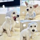 경주시 동물사랑보호센터 동물병원 | 유기견 입양 ⏐ 단추 하나가 똑딱, 채워지던 날.ᐟ (경주 동물사랑 보호센터, 포인핸드)