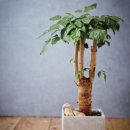 행복나무 이미지