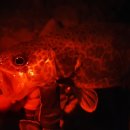 남대천R 이미지