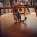 다다살롱 이미지