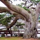 제주 수산리 곰솔 이미지