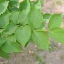 개나리 멍멍 이미지