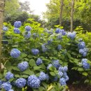 삼선산수목원 벚나무 이미지