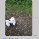 뽀송강아지 이미지