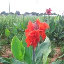 초일농장 이미지