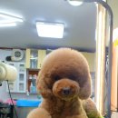 슈가독살롱 이미지