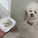 포레그스 이미지