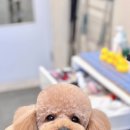 귀욤하개 네이버블로그
