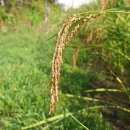 일람농장 이미지