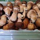 성산 농장 이미지