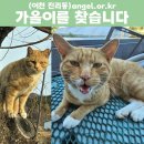 고양이를 애타게 찾고있어요! 제보가 간절합니다 (이천시, 사례금 지급) 이미지