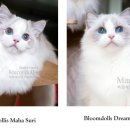 마론도리스(Marondollis) 이미지