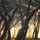 큰소나무농장 이미지