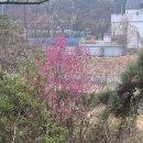 동화천자전거길 | 지묘동 동화천 공산댐 벚꽃들과 봄꽃 식목일 방울토마토