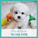 딜라잇독 이미지